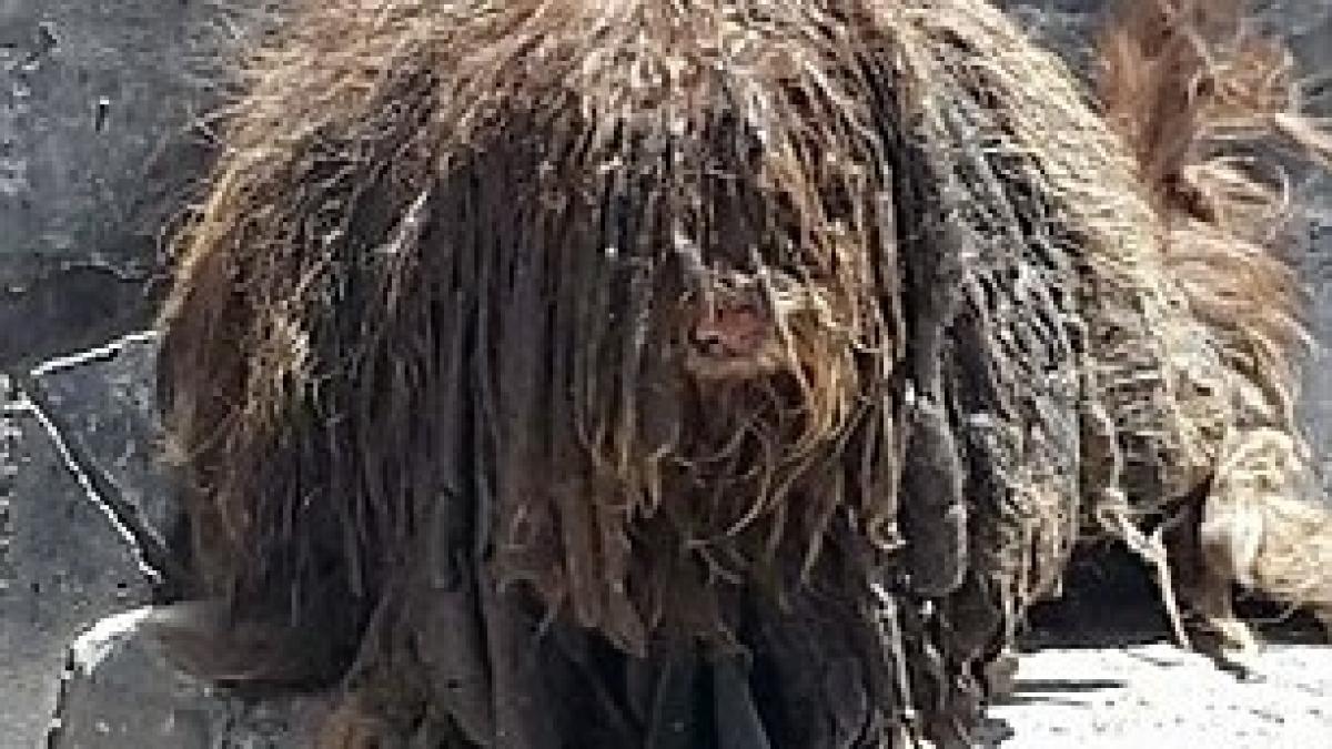 se chinuia sa traiasca sub un morman de blana incalcita si murdara cand o intamplare i a salvat