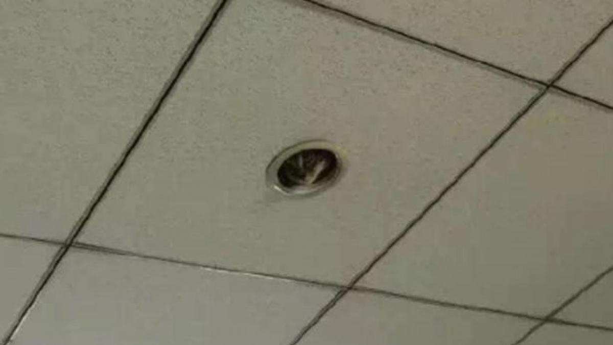 aveau senzatia bizara ca sunt urmariti la birou cand au ridicat ochii au descoperit intrusul care