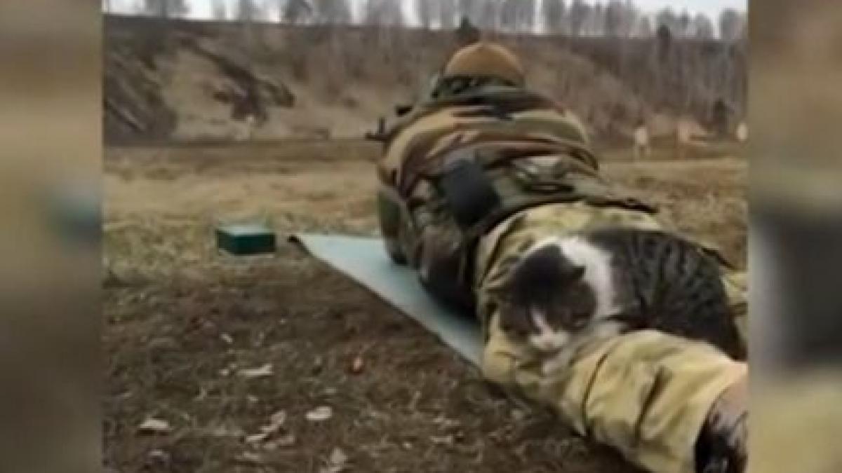 o felina care si a facut culcus pe picioarele unui soldat face senzatie pe internet imaginile au