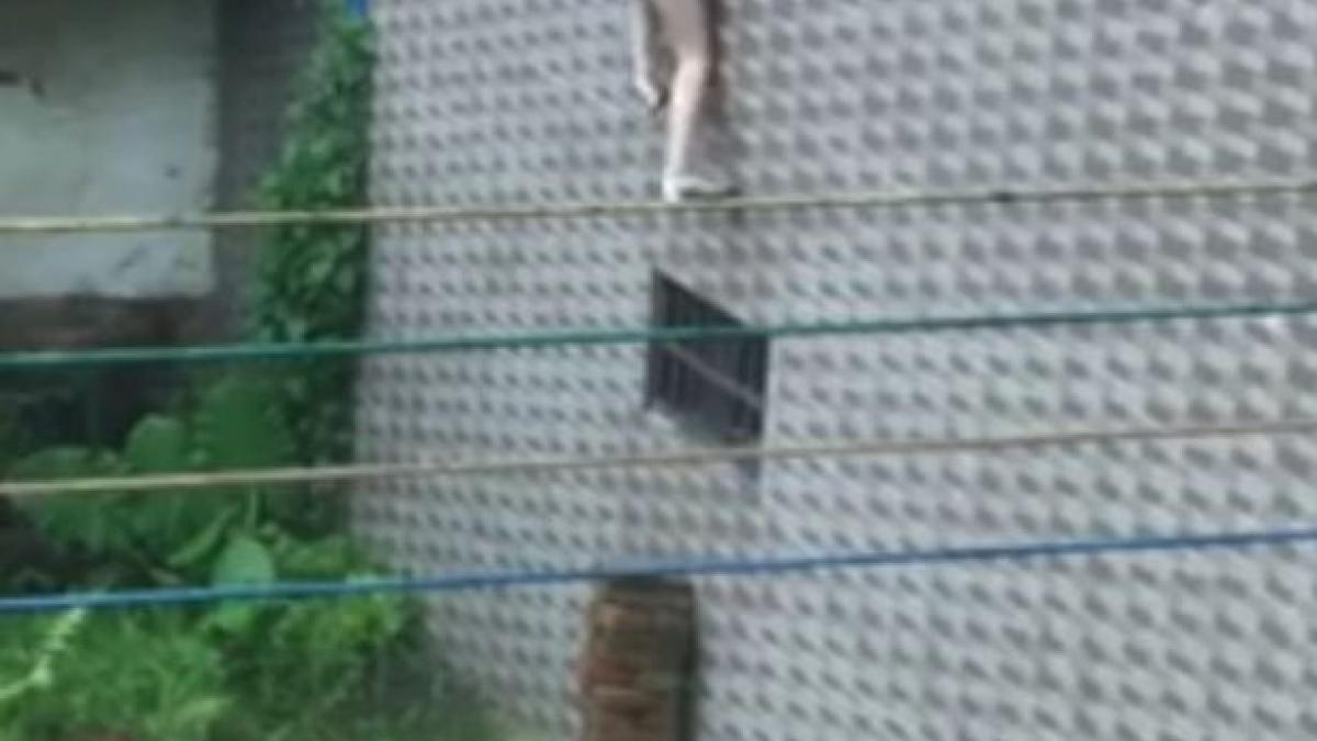 a uitat cheile si a incercat sa intre in casa pe geam mai avea putin si reusea cand un lucru