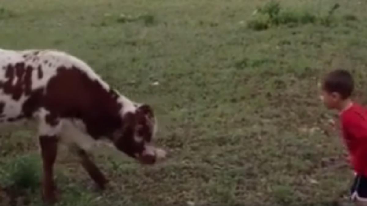 cand un vitel intalneste prima data un pui de om este incredibil cum reactioneaza