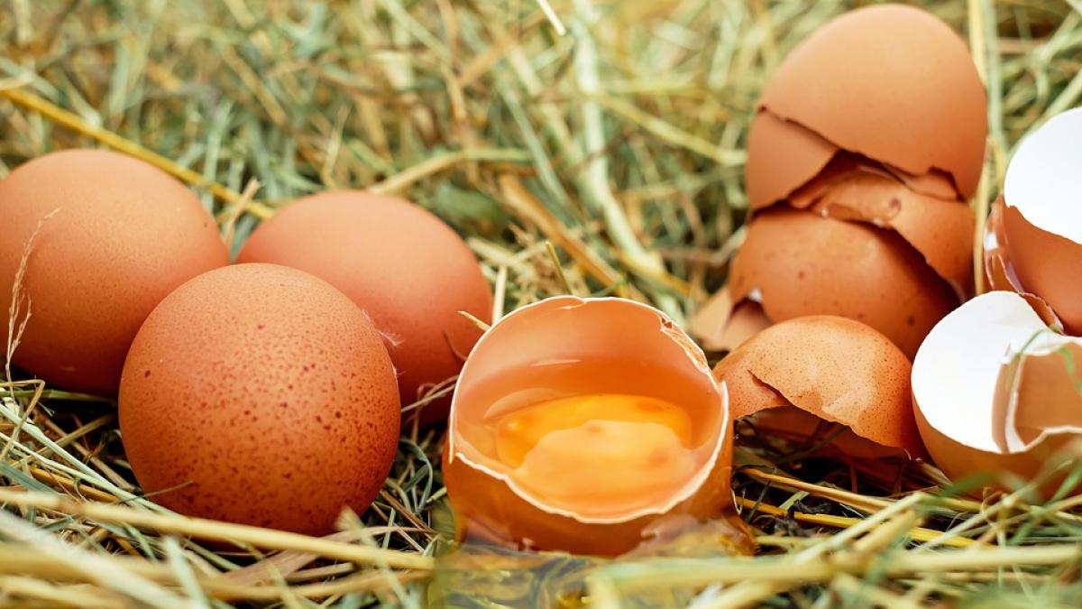 oua cu salmonella oua cu salmonella