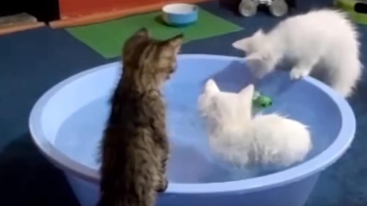 toata lumea vorbeste despre aceste pisici cand le vei vedea vei intelege de ce video