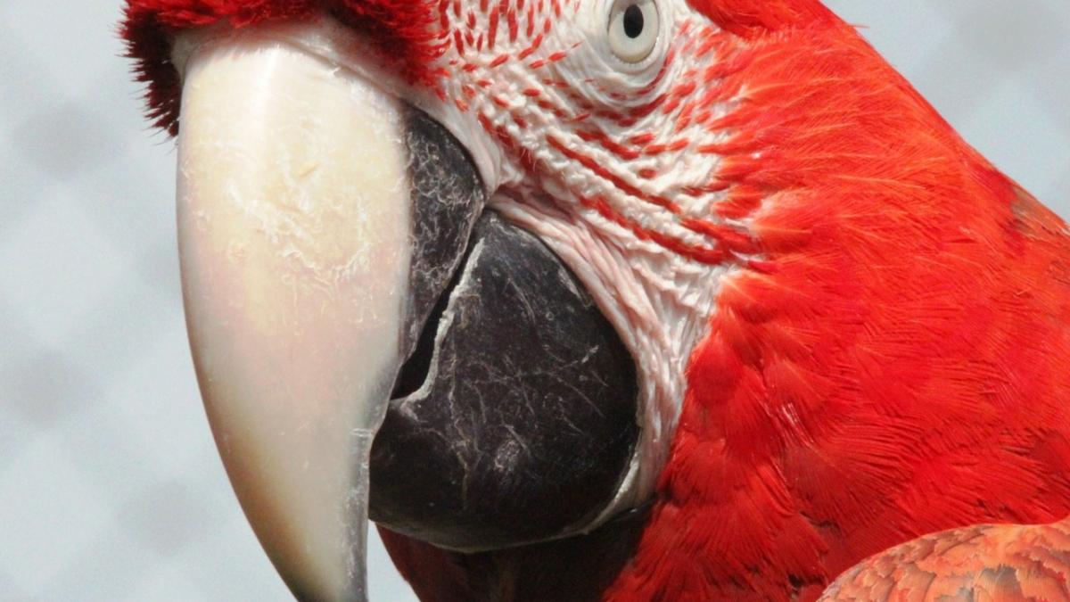 a aflat de la papagal ca sotul are o amanta ce a facut apoi femeia inselata