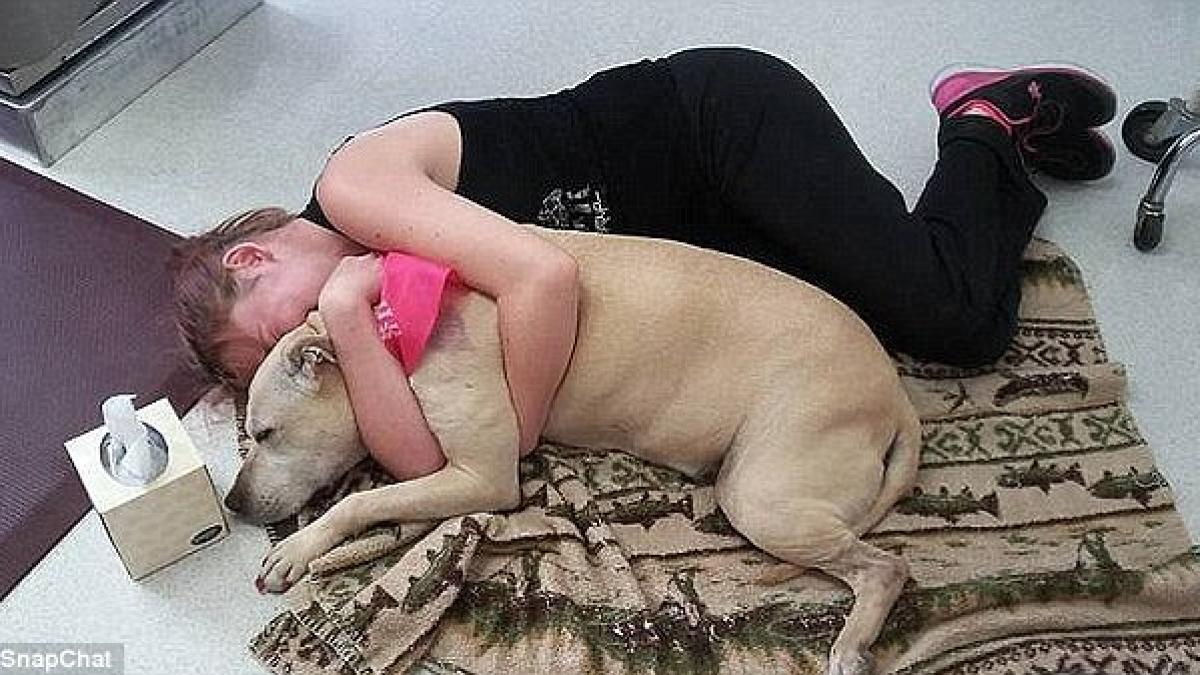 eutanasie caine beagle daisy imagini