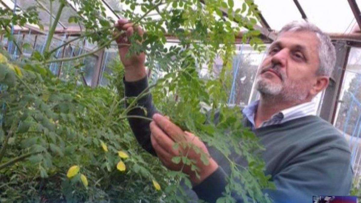 eroul zilei cercetatorul care a adus in romani planta viitorului