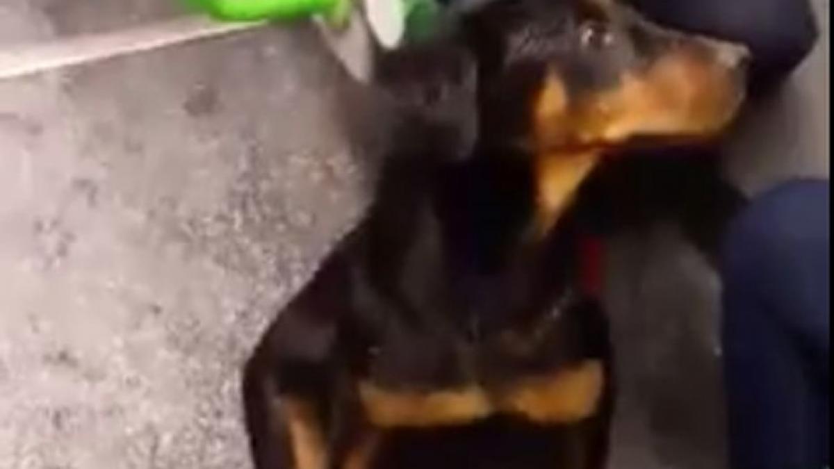 o catelusa s a urcat intr un tramvai din arad cineva a filmat o si a postat filmuletul pe net