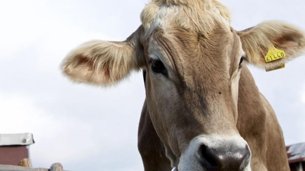 accident grav o vaca a facut praf o masina cu trei jandarmi din suceava