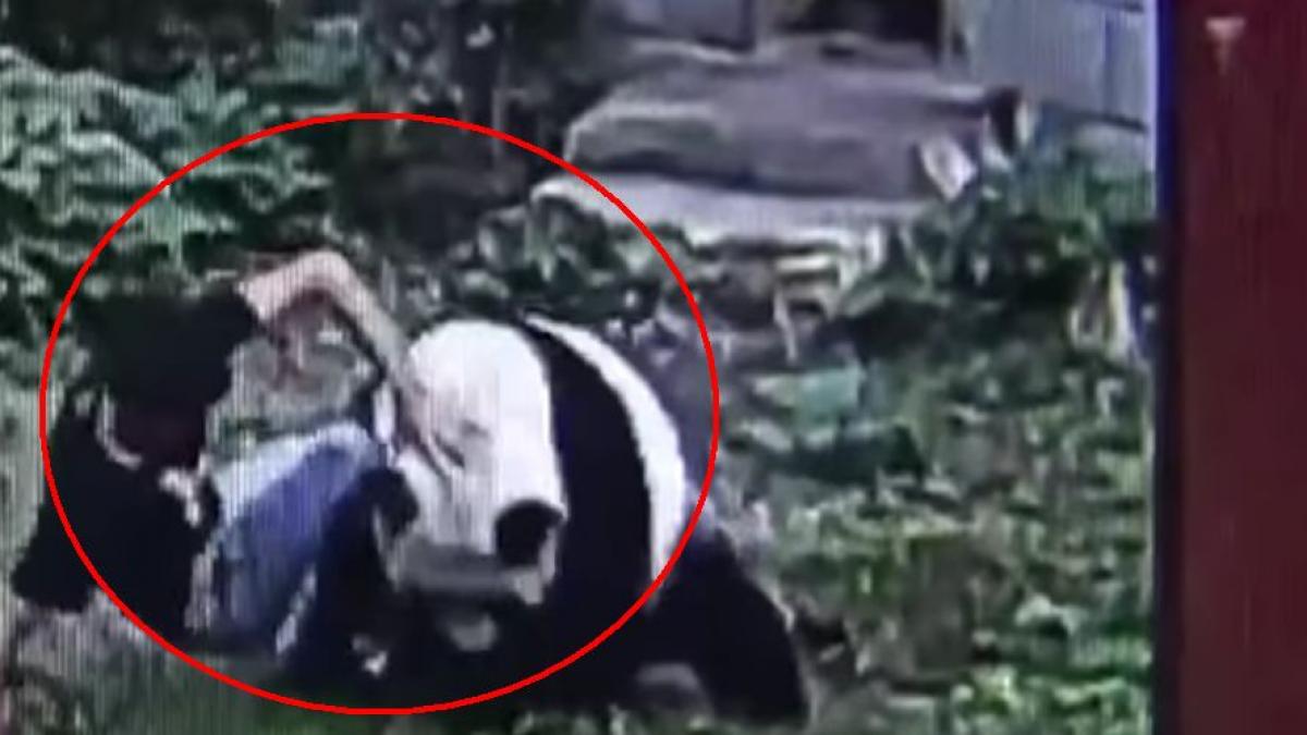 a vrut sa impresioneze doua femei dar a luat bataie de la un urs panda imagini savuroase