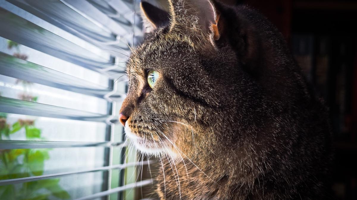 gestul unei pisici face senzatie pe internet un an de zile zi de zi felina a facut un singur lucru