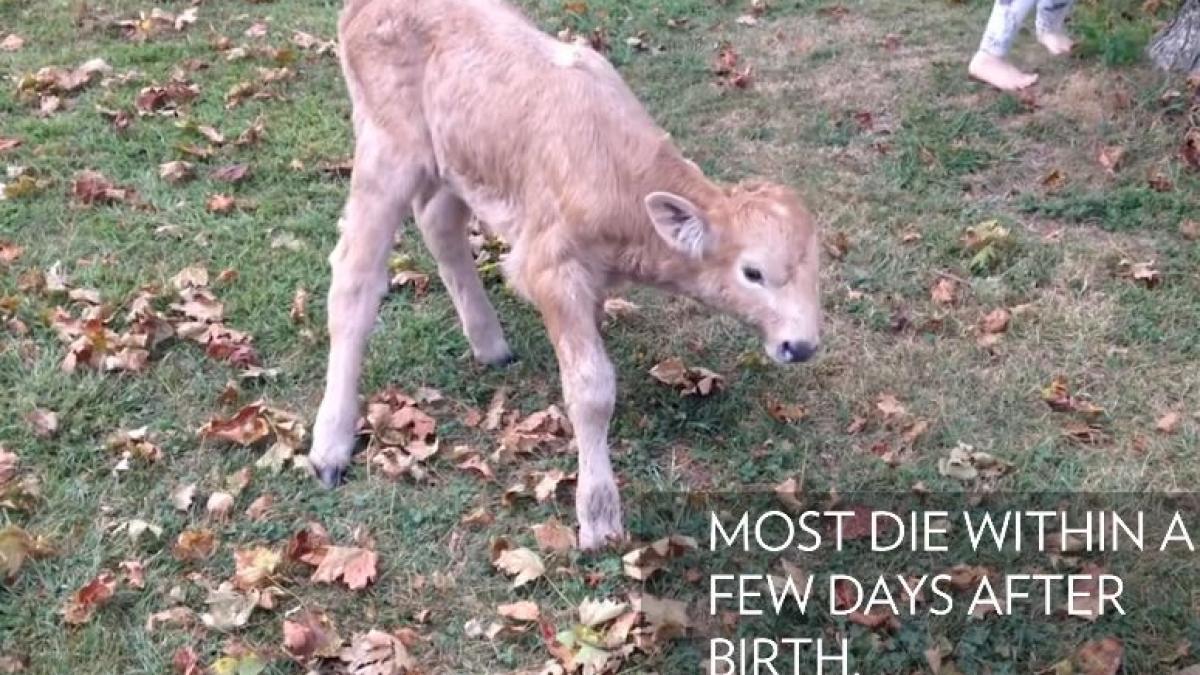 se credea ca nu va supravietui insa bate record dupa record povestea unui vitel dragalas ce sufera