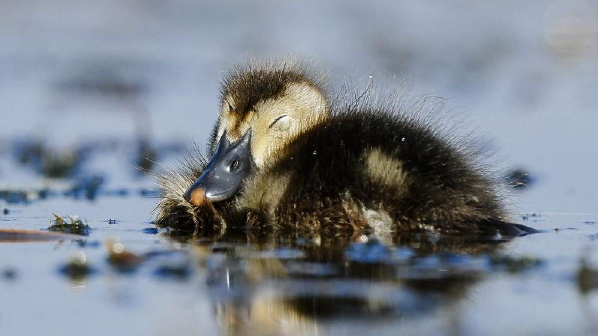 natura la usa ta o viziune pentru dezvoltarea parcului natural vacaresti in interes public