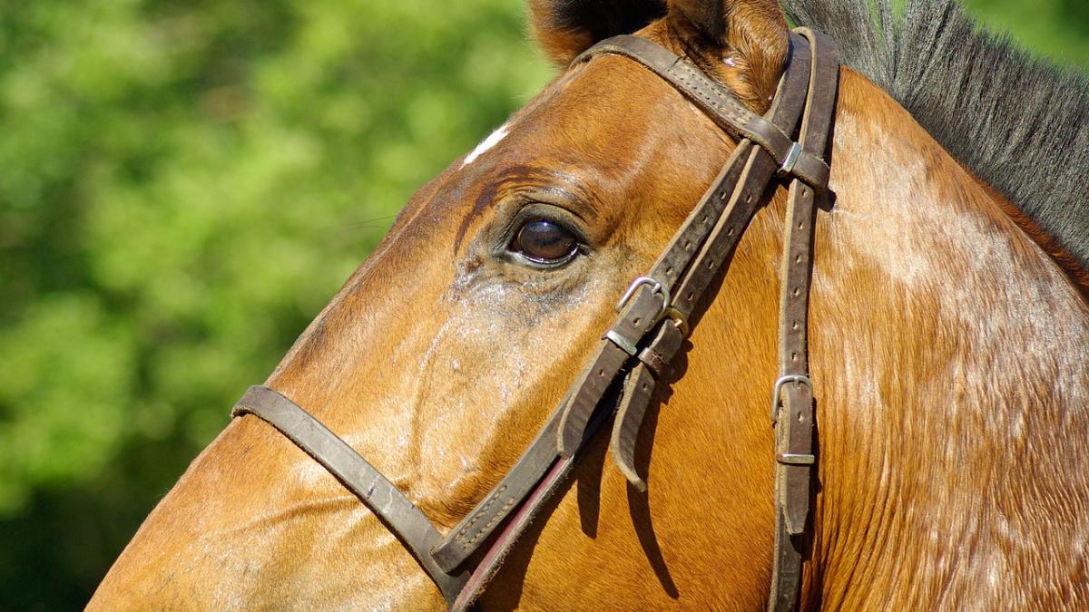 un baiat de sapte ani din bistrita nasaud a ajuns la spitalul din targu mures dupa ce a fost ranit