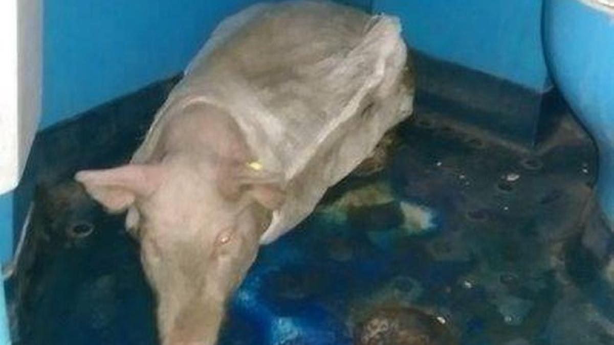 a intrat intr un compartiment al cfr si a inlemnit imagini scandaloase din trenurile din romania