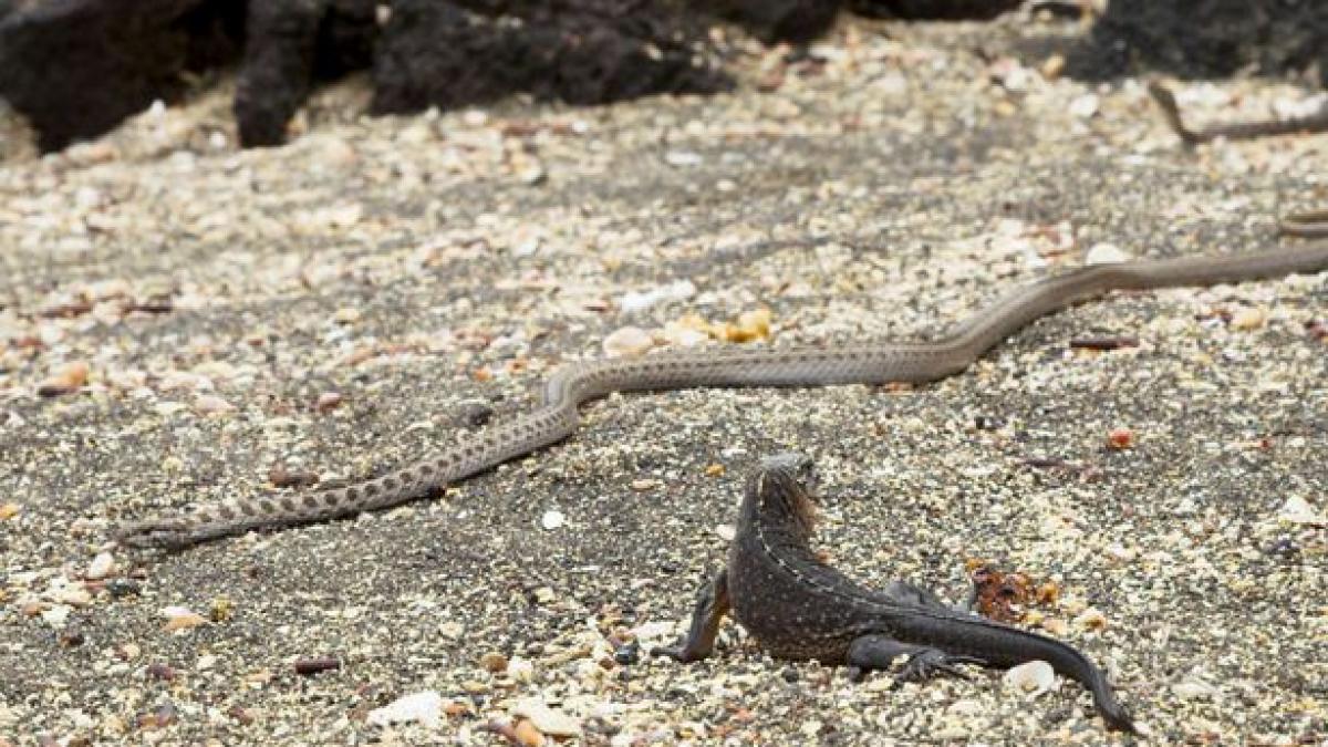 sunt cele mai tari imagini vazute vreodata la televizor lupta unei iguane atacata de zeci de serpi