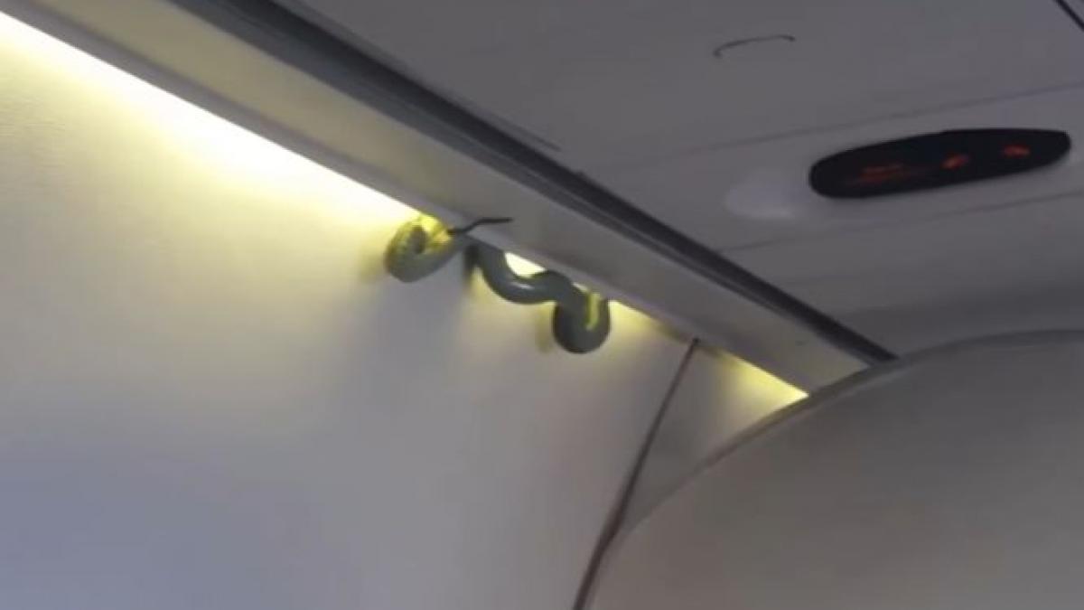 panica la bordul avionului in care a fost gasit un sarpe reactia autoritatilor