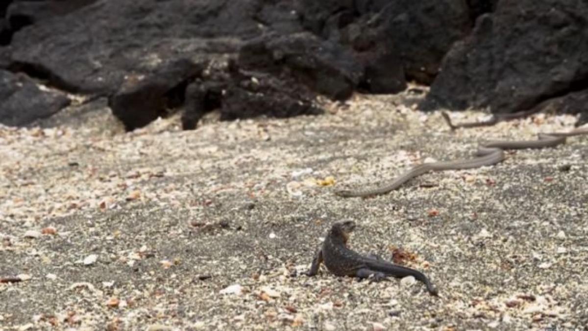 urmarire pe viata si pe moarte intre un sarpe si un pui de iguana video