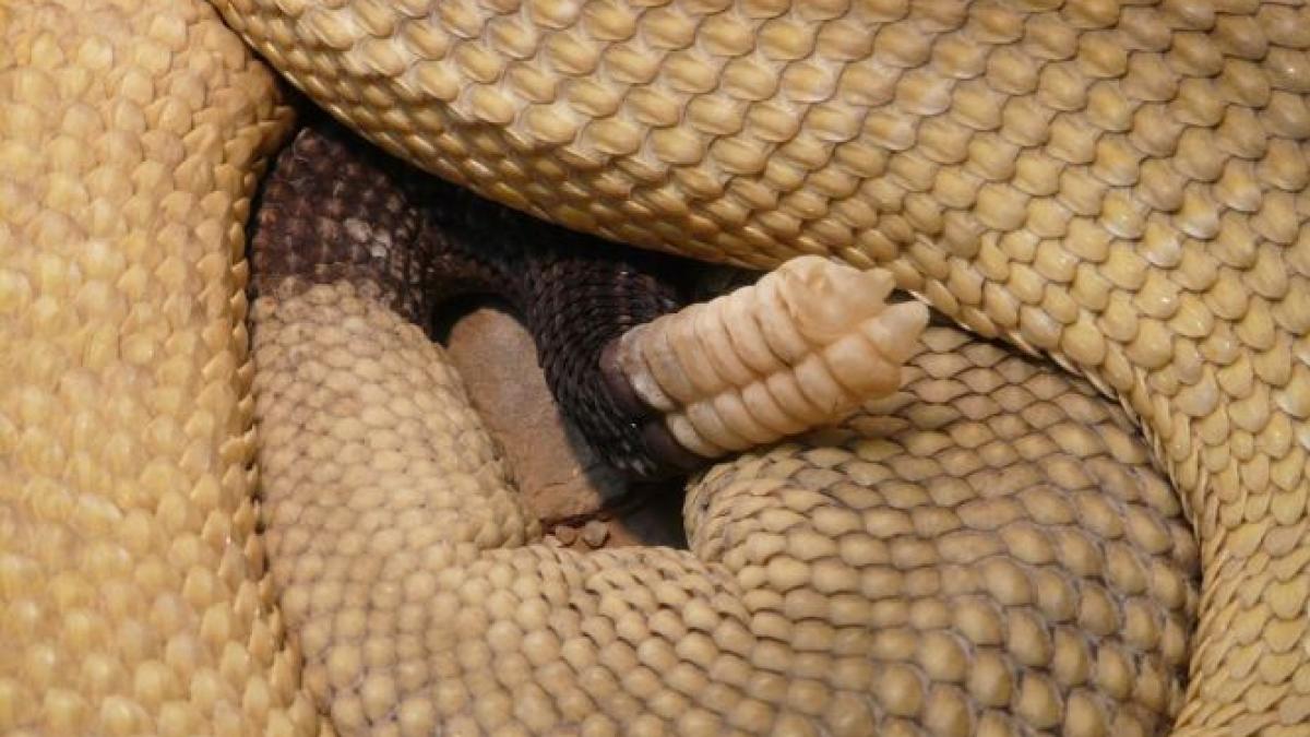 a decapitat un sarpe cu clopotei