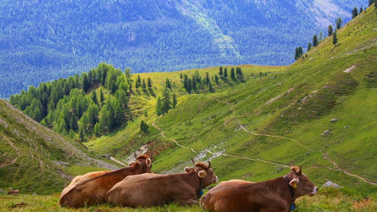 in premiera sacrificati de stat