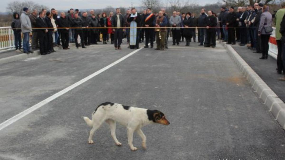 scene bizare la inaugurarea unui pod preotul l a sfintit dintre politicieni de teama sa nu se