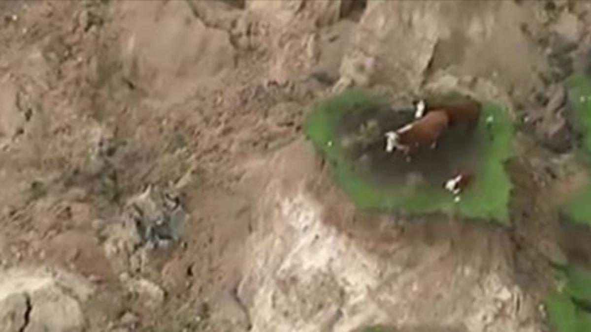 cum au fost filmate niste vaci in noua zeelanda dupa cutremur video