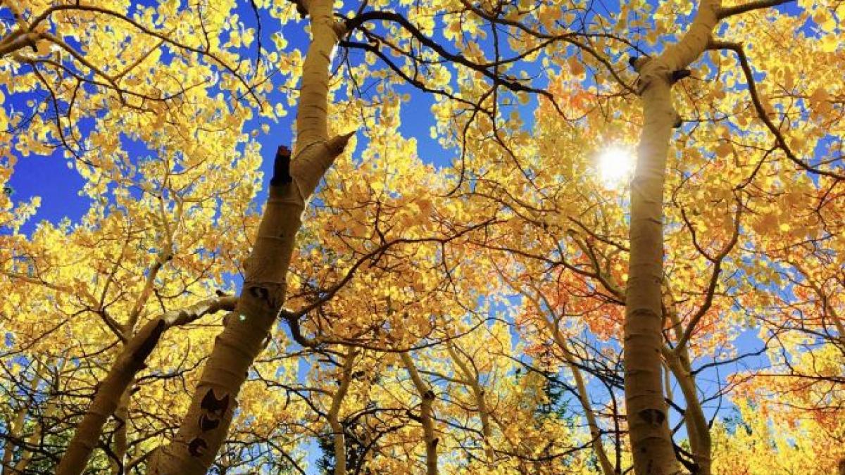 de cand se incalzeste vremea anm va fi mai cald decat e normal pentru aceasta perioada