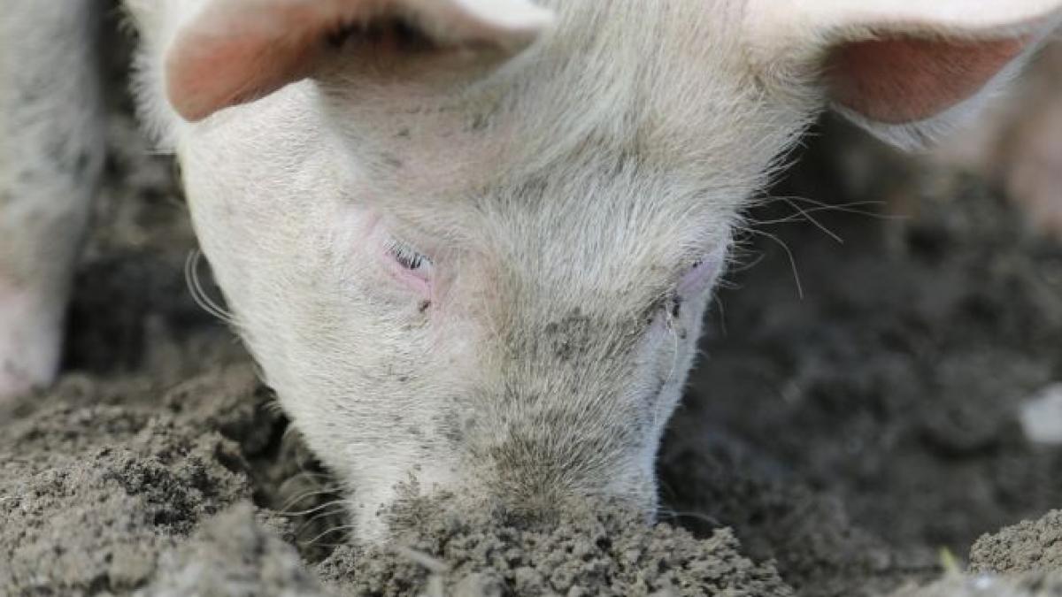 un porc de peste jumatate de tona atractia aradului monstrulica mananca o galeata de 15 kilograme