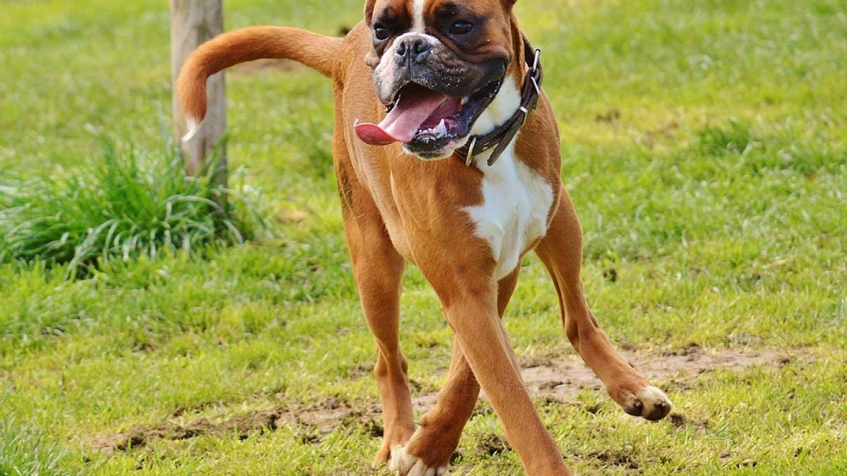 un boxer nebun dupa reclama de craciun sare chiar mai bine decat catelul din clip