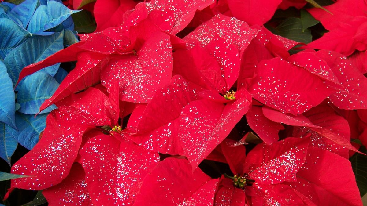 cum se ingrijeste craciunita