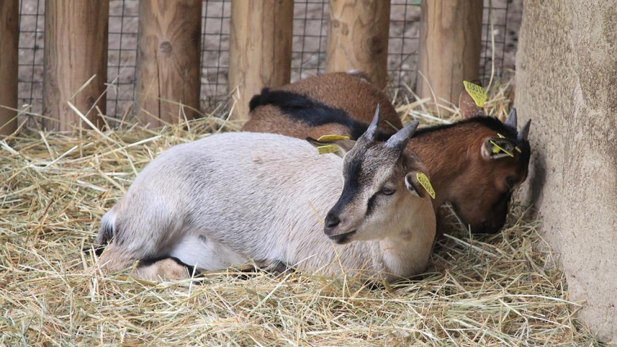 urmau sa se bucure ca vor avea un nou animal dar cand s au apropiat de el au avut parte de cel mai