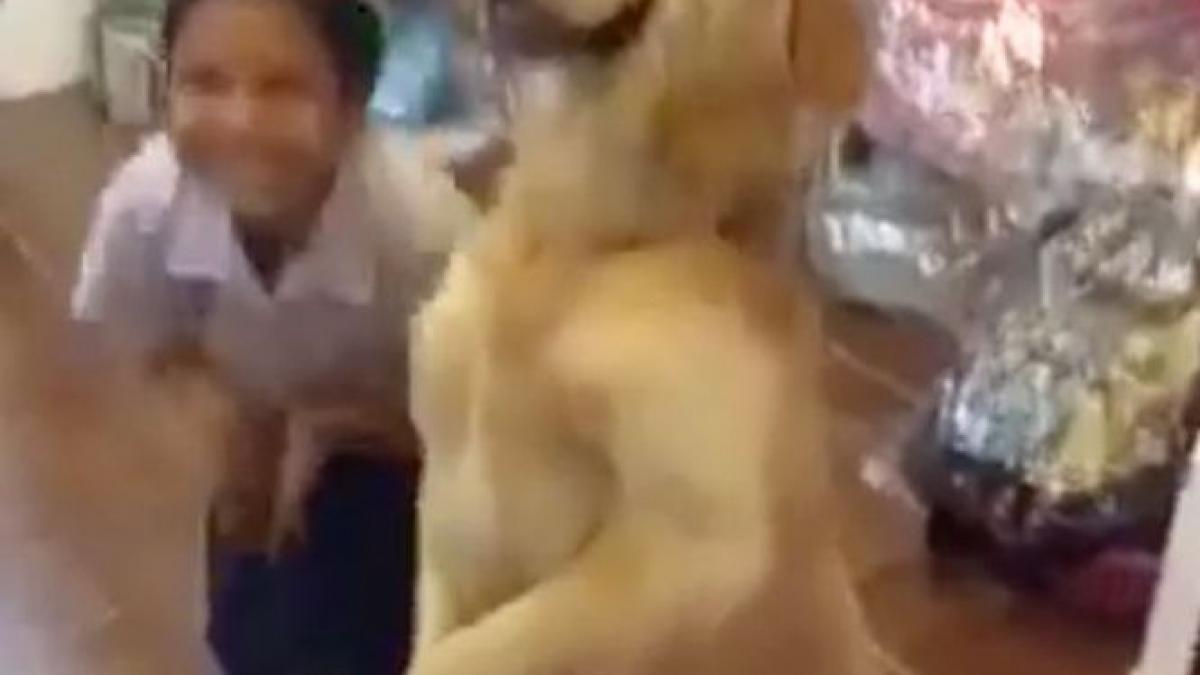 fetita a inceput sa se roage caine s a lasat in genunchi langa ea si video uimitor