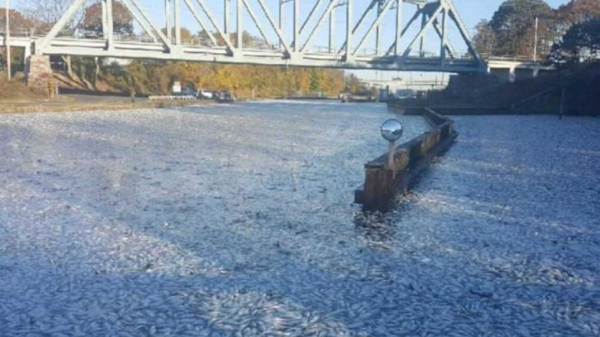 incident fara precedent scene de necrezut in new york ce au vazut americanii in aceasta dimineata