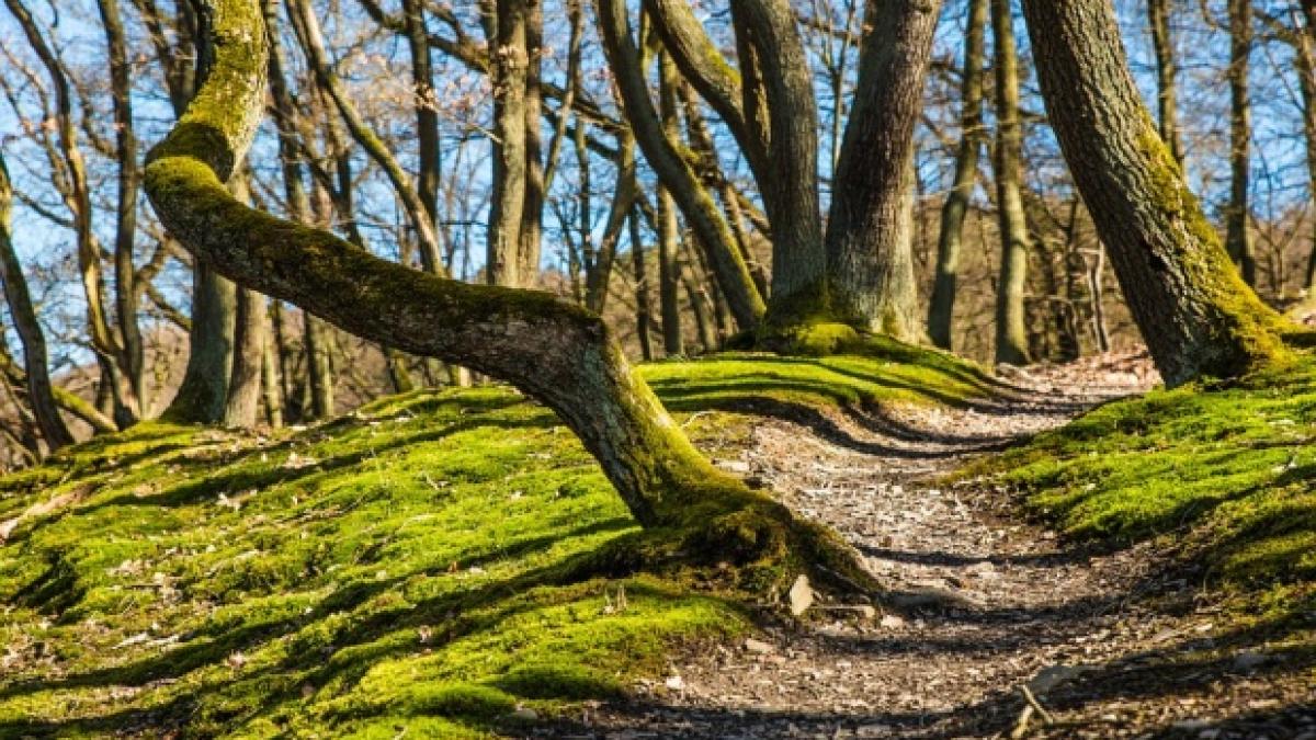 criminalul evadat de la spitalul de psihiatrie a fost gasit mort intr o padure