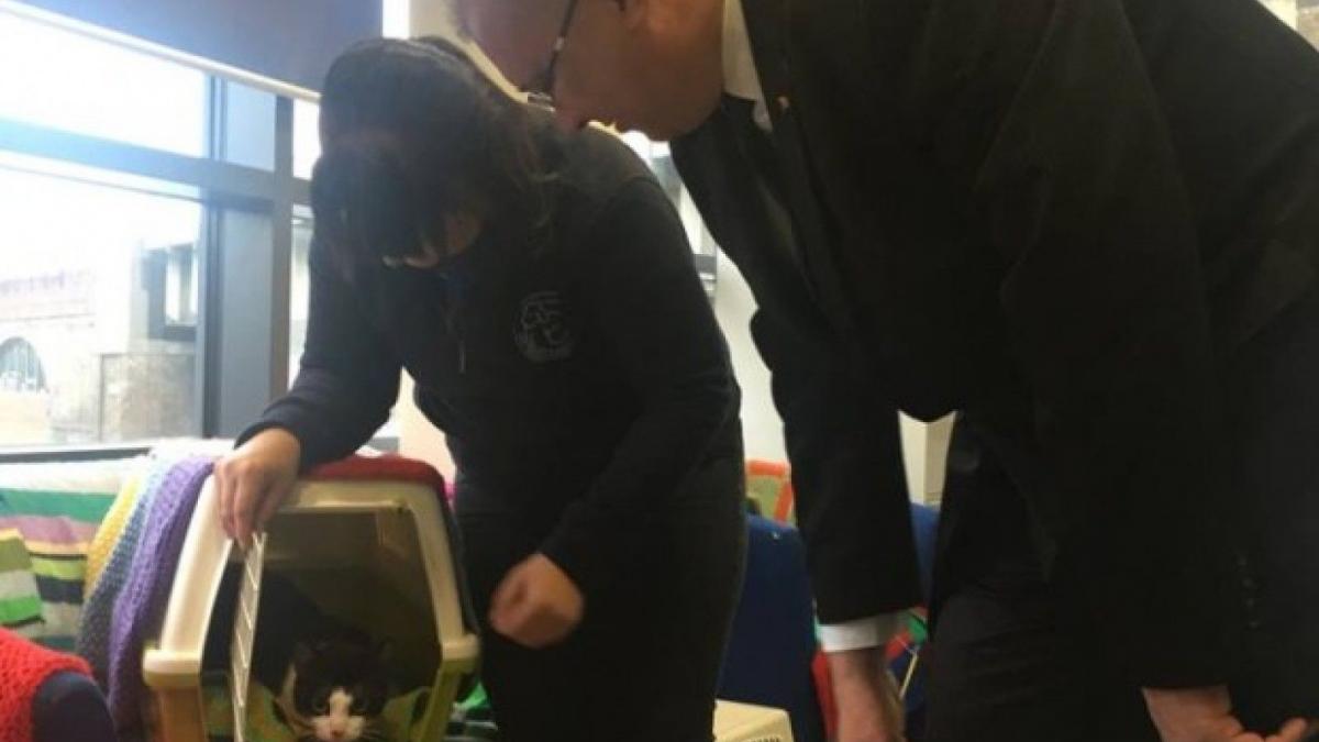 ambasada romaniei la londra s a marit fostul consilier prezidential dan mihalache si a luat un pisoi