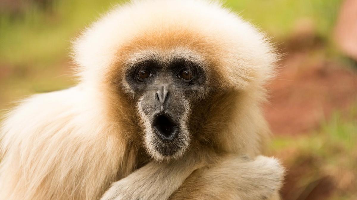 razboi civil din cauza unei maimute cum a fost posibil