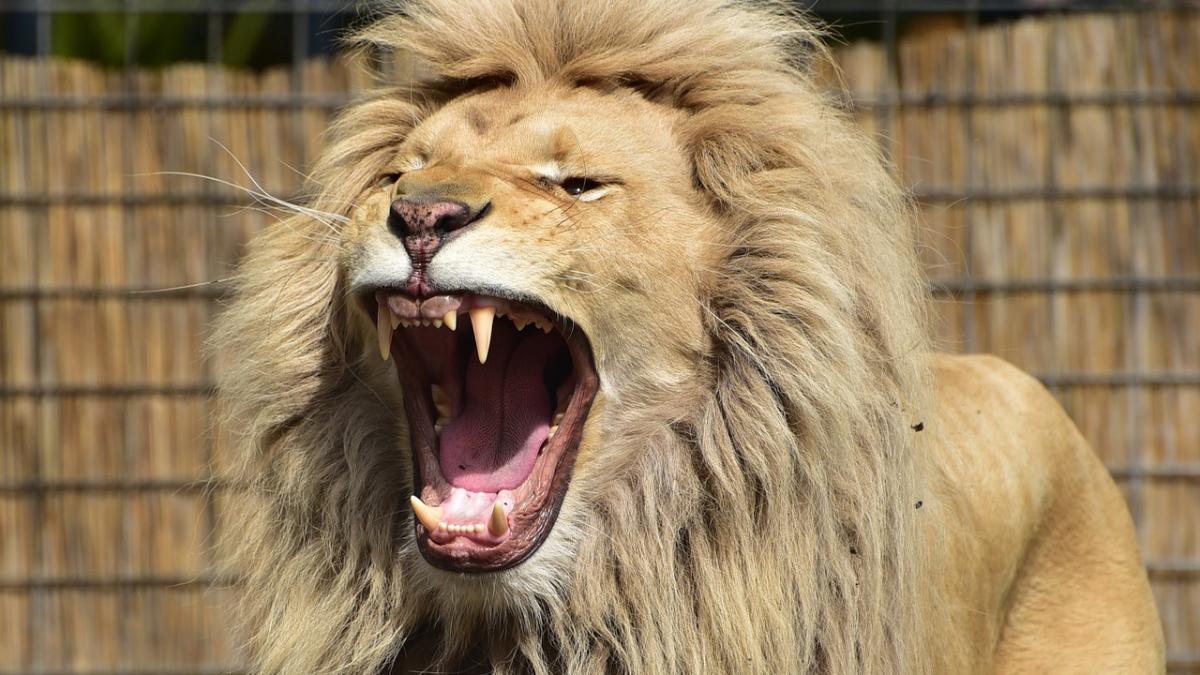 a vrut sa mangaie leul unui prieten insa totul a luat o intorsatura neasteptata ce a patit barbatul