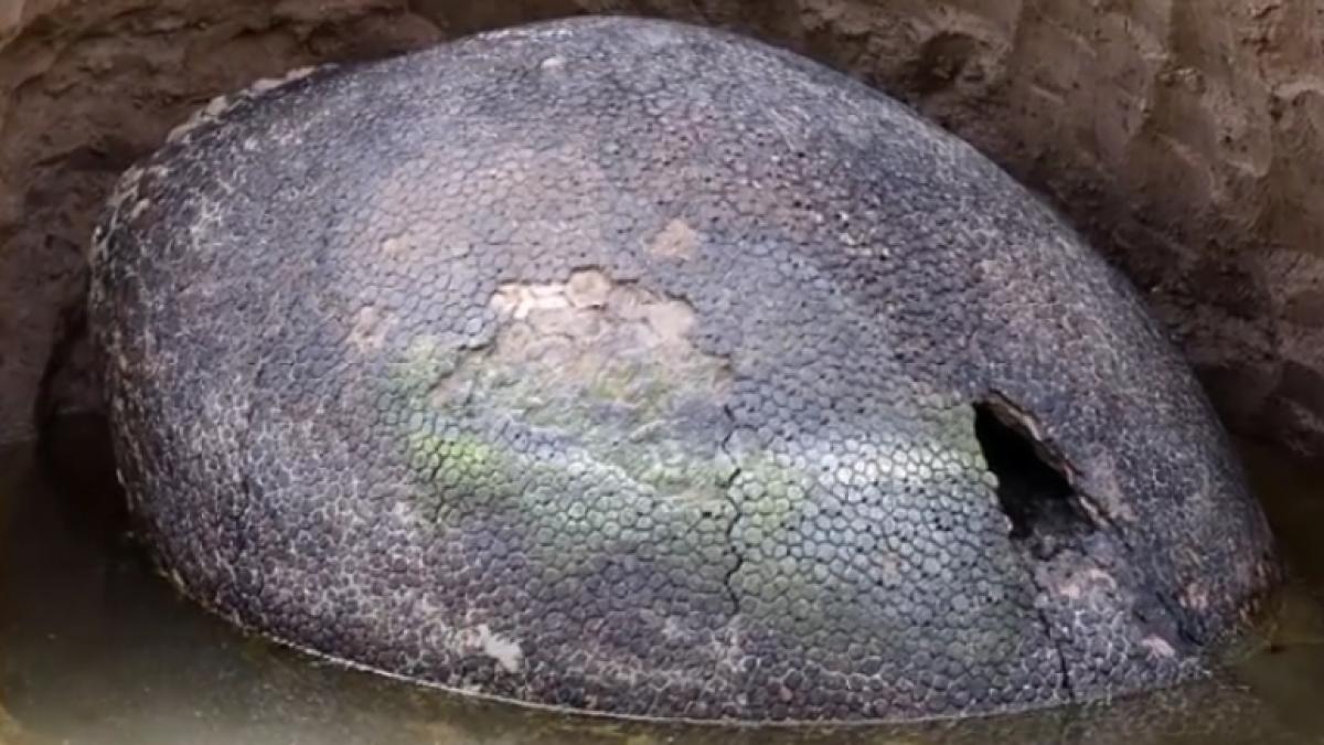 un fermier a descoperit un ou urias insa ceea ce specialistii au gasit in interiorul lui i a uimit