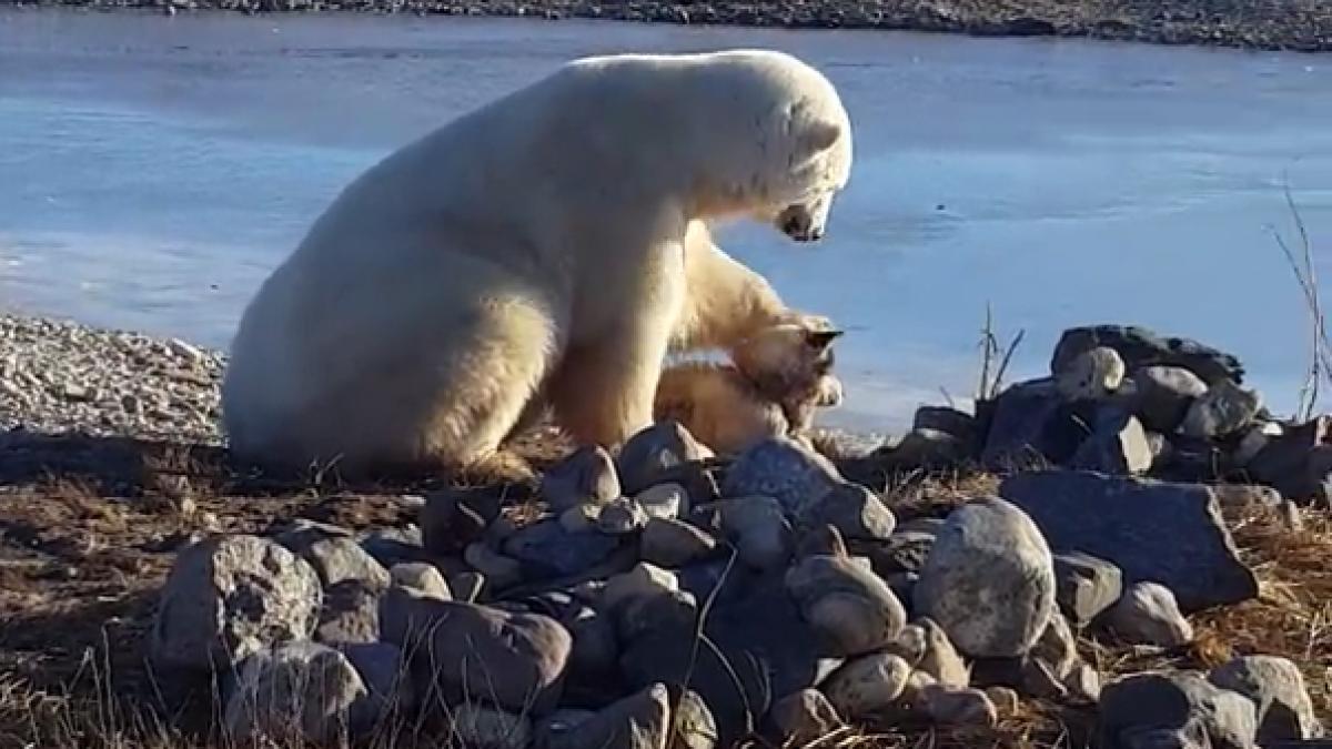la cateva ore dupa ce acest urs polar a fost filmat in timp ce mangaia un caine s a intamplat o