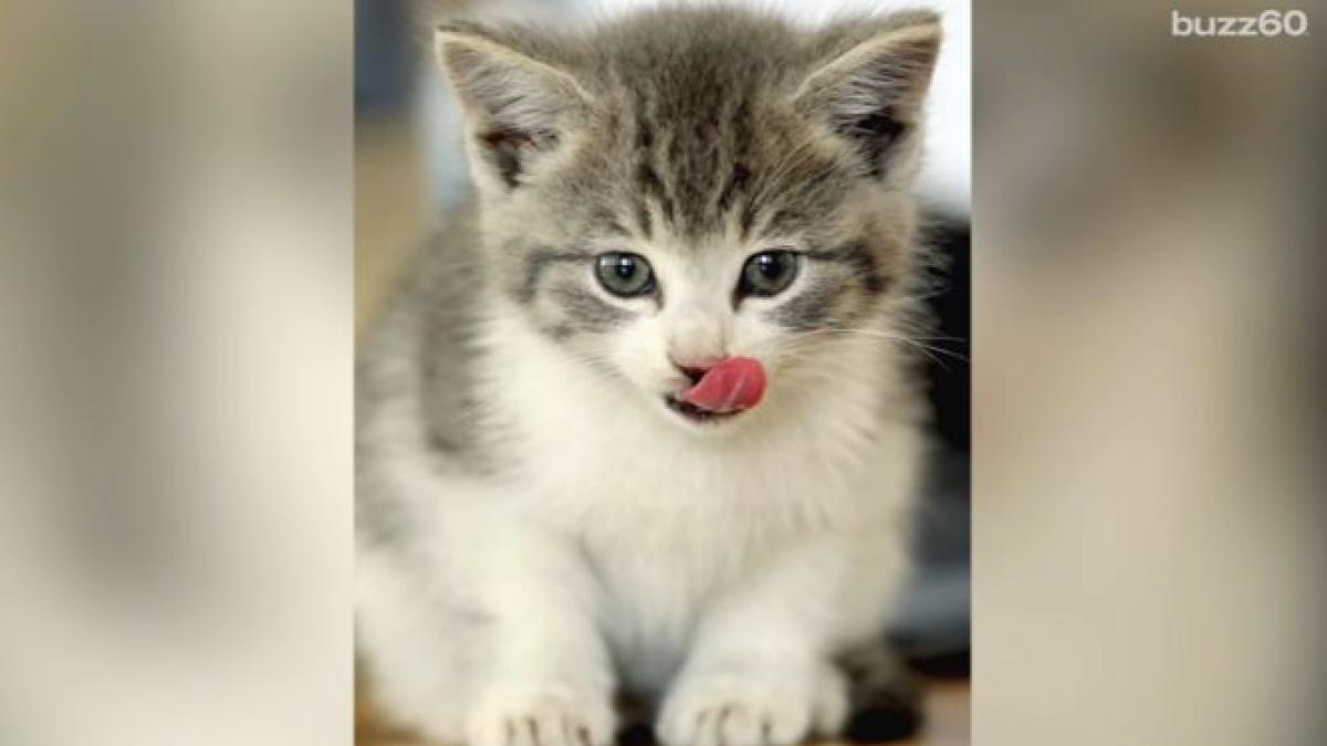 un pisoi a mers 500 de kilometri ascuns in bara unei masini a trebuit sa dezmembrez automobilul