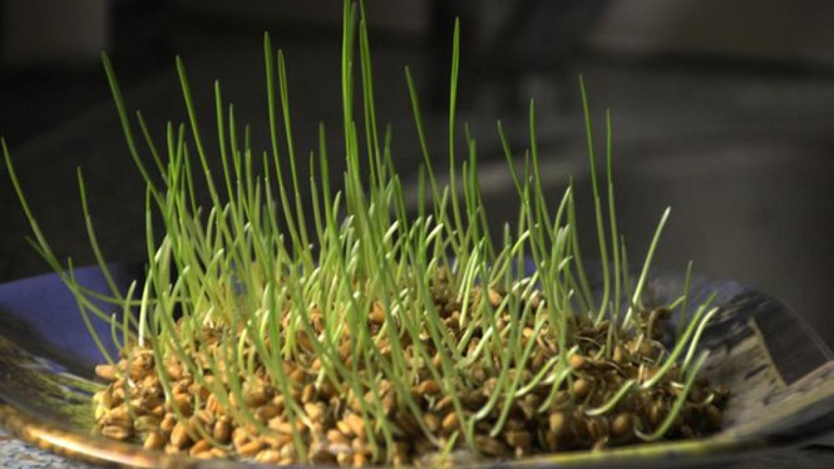 cum se pune graul la incoltit pentru sf andrei greseala pe care o face toata lumea