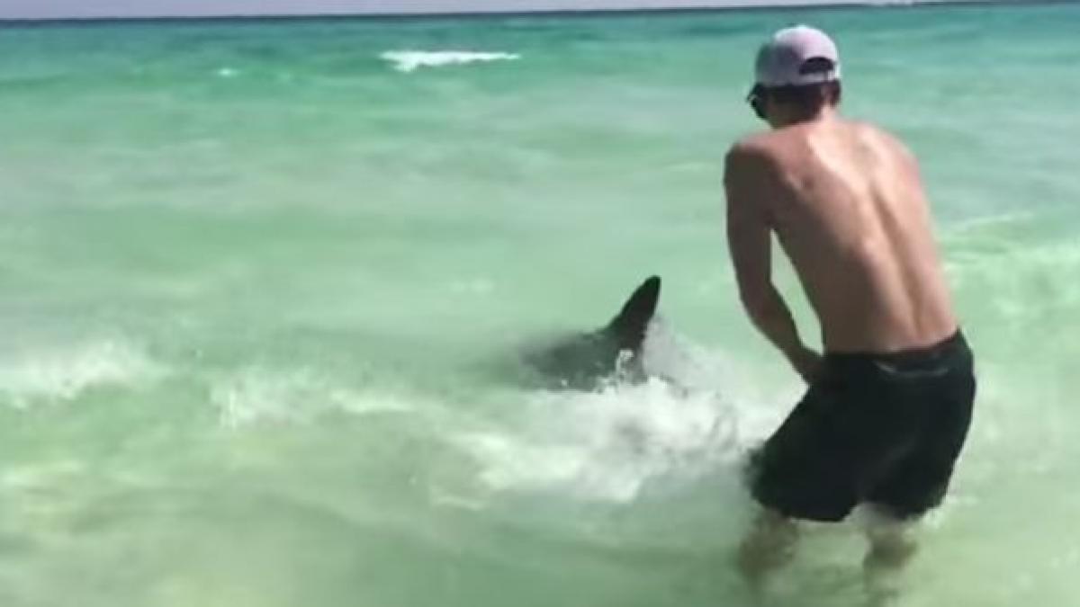 un tanar a scos un rechin din apa cu mainile goale cand a vazut ce avea rapitorul in gura a trait