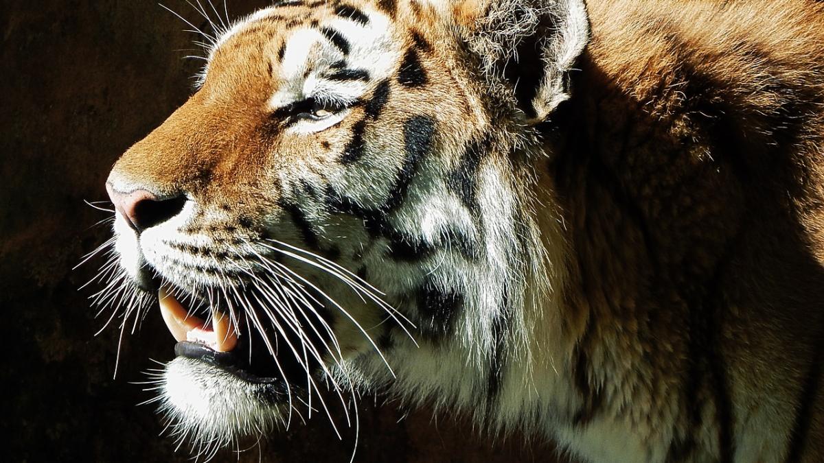 momente de panica la gradina zoologica o tigroaica a scapat din cusca dupa ce a fost provocata de