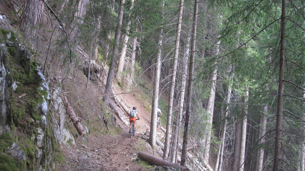 suparat ca a pierdut hectare de padure arhiepiscopul sucevei si radautilor a rabufnit resursele