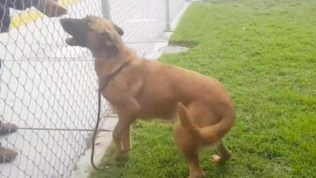 dureros momentul cand un catel isi vede stapanii care l au abandonat