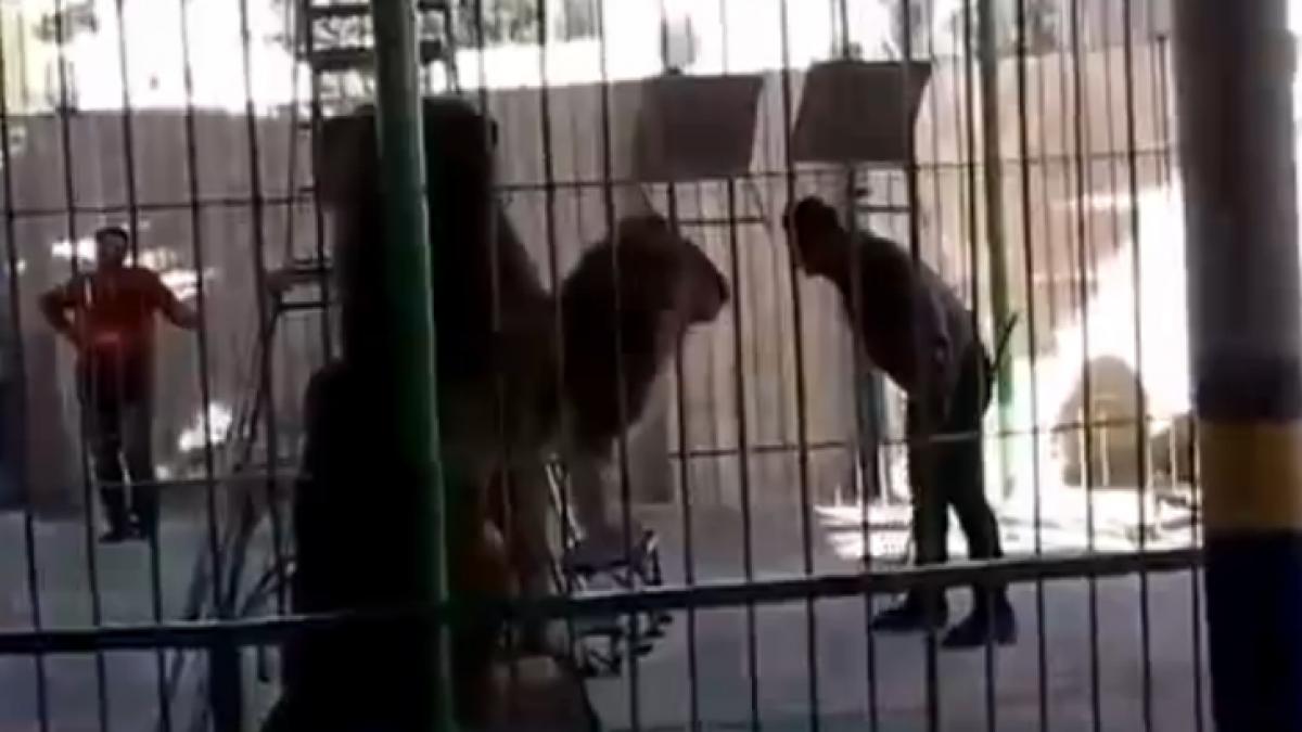 scene socante la circul din alexandria imblanzitorul de lei a fost sfasiat de fiara chiar sub ochii