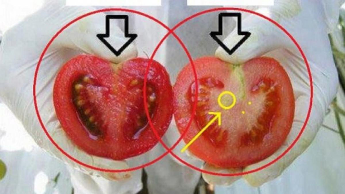 pericolul din rosii cum le recunoastem pe cele cu chimicale