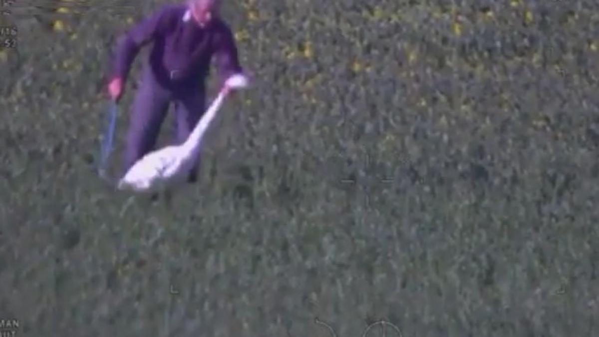 motivul halucinant pentru care un batran a omorat in bataie doua lebede magistratii au avut un soc