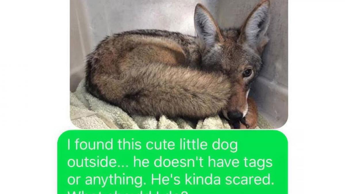 a crezut ca a adus in casa un caine sarman insa cand sotul ei a vazut pozele cu animalul a luat o