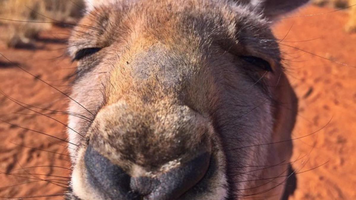 a fost salvat de la moarte pe cand avea doar cinci luni de atunci a devenit cel mai simpatic cangur