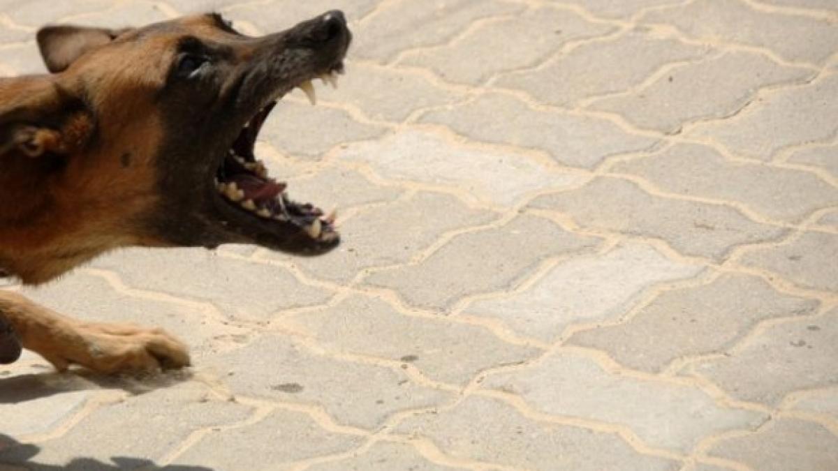 femeie in stare grava dupa ce a fost muscata de 15 caini